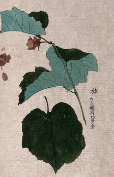 A hazel or filbert plant (Corylus species): fruiting branch with separate nut and leaf. Creator: Unknown.