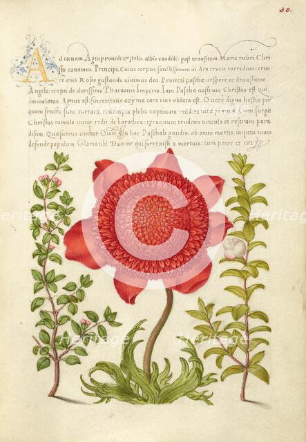 Basil Thyme, Poppy Anemone, and Myrtle, 1561-1562; illumination added 1591-1596. Creator: Joris Hoefnagel.