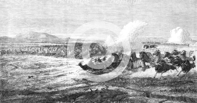 Herd of quaggas on the plains of the Vaal River, South Africa, 1868. Creator: Mason Jackson.