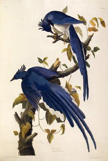 Columbia Jay (Garrulus ultramarinus). From "The Birds of America", 1827-1838. Creator: Audubon, John James (1785-1851).