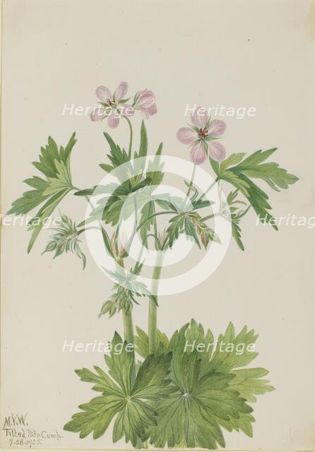 Western Cranesbill (Geranium viscosissimum), 1925. Creator: Mary Vaux Walcott.