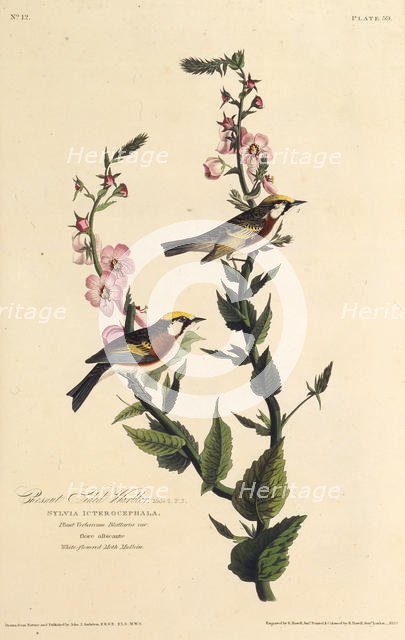 The chestnut-sided warbler. From "The Birds of America", 1827-1838. Creator: Audubon, John James (1785-1851).