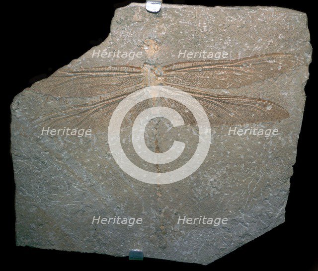 Jurrassic dragonfly fossil. Artist: Unknown