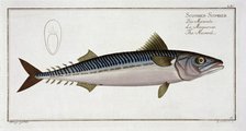 Mackerel (Scomber Scomber), c1785-1799. Artist: Gabriel Bodenehr I