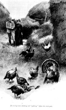 The Master of Pinsmead: the turkeys were strutting and "gobbling" before the silent pair, 1898. Creator: Unknown.