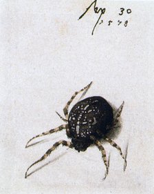 'Female Spider', 1578. Artist: Joris Hoefnagel