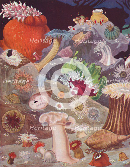 'Over Fifty Varieties of Sea Anemones', 1935. Artist: Unknown.
