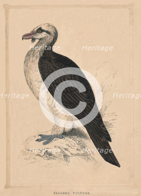 'Bearded Vulture', (Gypaetus barbatus), c1850, (1856). Artist: Unknown.