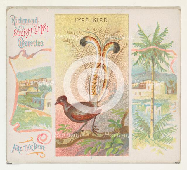 Lyre Bird, from Birds of the Tropics series (N38) for Allen & Ginter Cigarettes, 1889. Creator: Allen & Ginter.