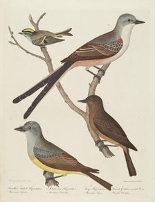Swallow-tailed Flycatcher, Arkansas Flycatcher, Say's Flycatcher, and Female...Wren. Creator: Alexander Lawson.