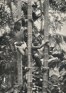 'Wie Ceylonesen auf die Kokospalmen klettern', 1926. Artist: Unknown.