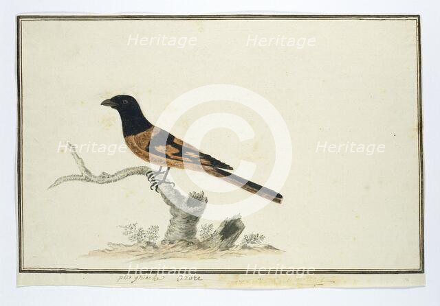 Laniarnus atrococcineus (Crimson-Breasted Shrike), 1777-1786. Creator: Robert Jacob Gordon.