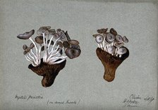 Parasitic fungi (Nyctalis species) growing on decayed Russula fungi, 1889. Creator: R Baker.
