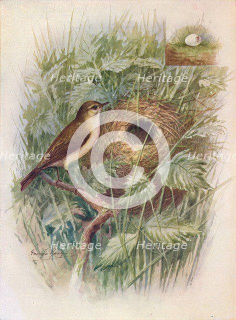 'Chiff-Chaff - Phyllos'copus ru'fus', c1910, (1910). Artist: George James Rankin.
