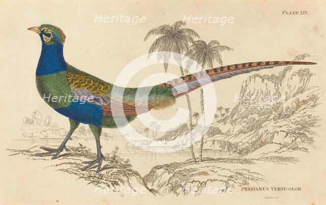 Phasianus Versicolor. Creator: William Home Lizars.