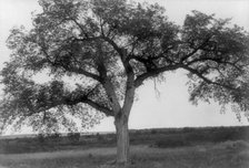 The mythic tree, c1908. Creator: Edward Sheriff Curtis.