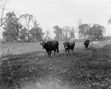 Cow pasture, Mt. Clemens, between 1880 and 1899. Creator: Unknown.