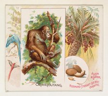 Orangoutang, from Quadrupeds series (N41) for Allen & Ginter Cigarettes, 1890. Creator: Allen & Ginter.