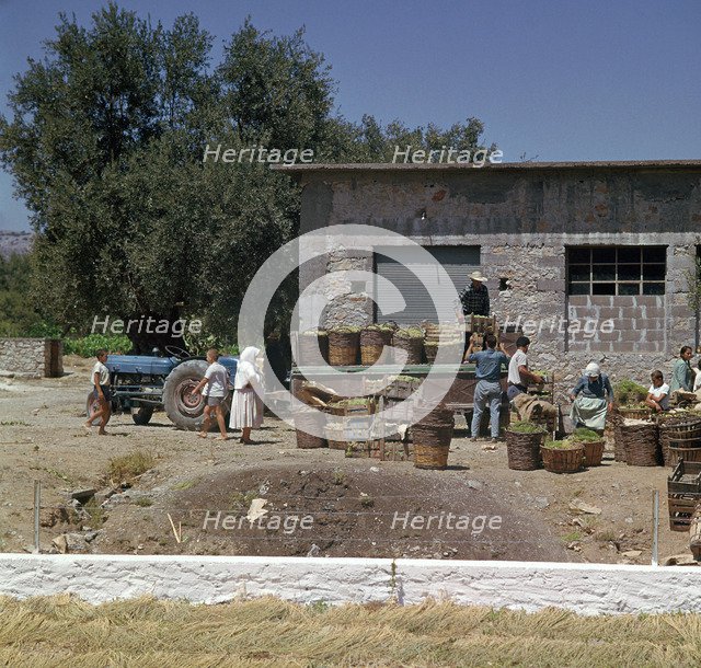 The grape-harvest in Rhodes