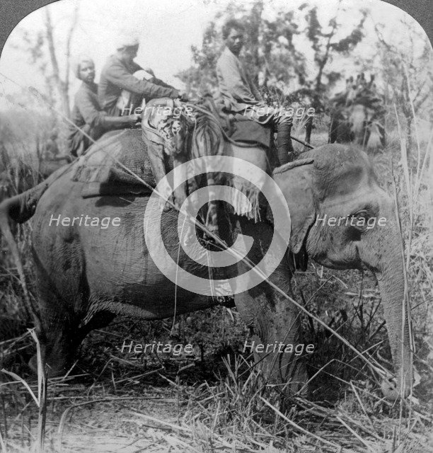 Carrying dead tigers back to camp, Behar ungle, India, c1900s(?).Artist: Underwood & Underwood