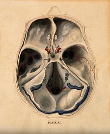 Skull: lateral section, with blood-vessels indicated in red and blue, 1820-1827. Creator: William Home Lizars.