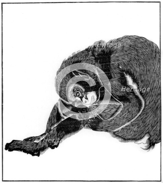 Monkey, 1766 (1886). Artist: Unknown