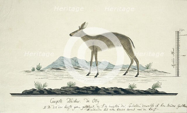 Sylvicapra grimmia (Common Duiker), 1777-1786. Creator: Robert Jacob Gordon.