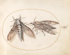 Plate 26: Two Hawk Moths, c. 1575/1580. Creator: Joris Hoefnagel.