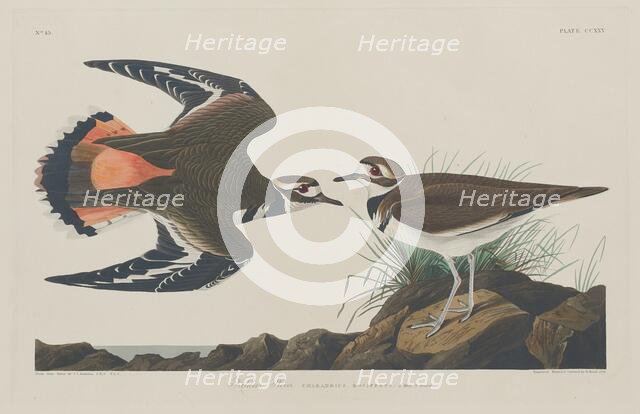 Kildeer Plover, 1834. Creator: Robert Havell.