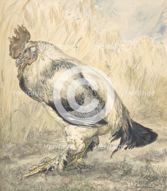 The Old Cock, ca. 1882. Creator: Felix Bracquemond.