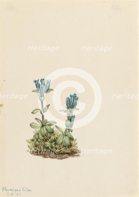 Bluegreen Gentian (Gentiana glauca), 1916. Creator: Mary Vaux Walcott.
