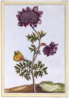 Garden Anenome (Windflower),  pub. 1776. Creator: Pierre Joseph Buchoz (1731-1807).