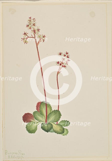 Evergreen Saxifrage (Leptarrhena pyrolifolia), 1917. Creator: Mary Vaux Walcott.