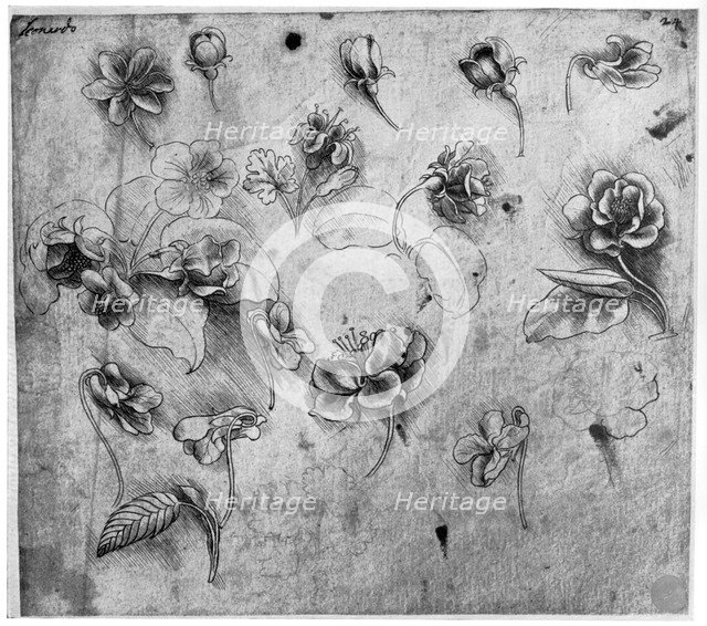Study of flowers, c1481-1483 (1954).Artist: Leonardo da Vinci