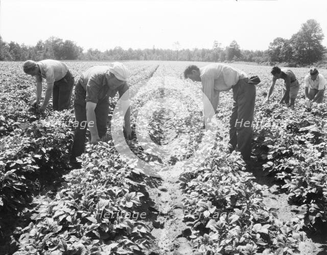 Potato field, Hightstown, New Jersey, 1936. Creator: Dorothea Lange.