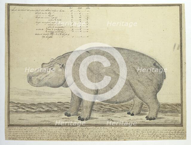 Hippopotamus amphibius capensis (Hippopotamus; female), 1778. Creator: Robert Jacob Gordon.