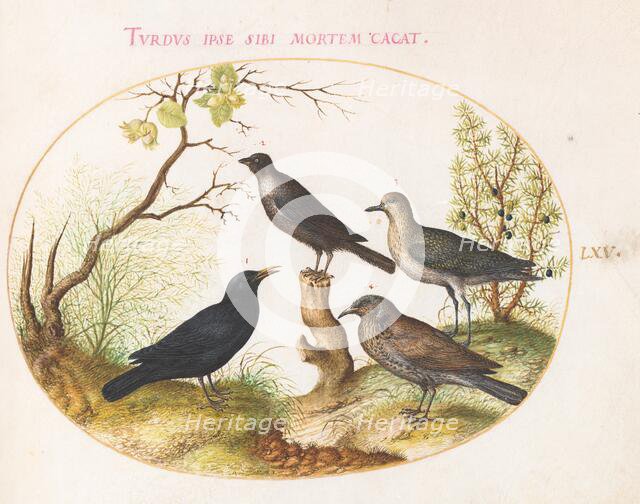 Animalia Volatilia et Amphibia (Aier): Plate LXV, c. 1575/1580. Creator: Joris Hoefnagel.