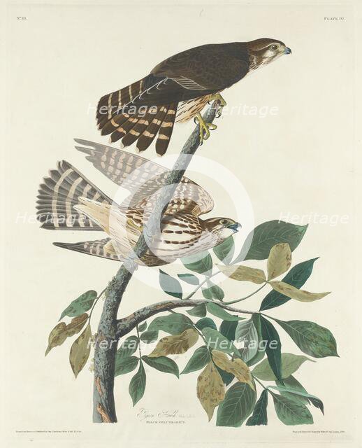 Pigeon Hawk, 1830. Creator: Robert Havell.