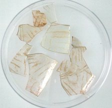 Glass Fragments, Coptic, 4th-early 5th century. Creator: Unknown.