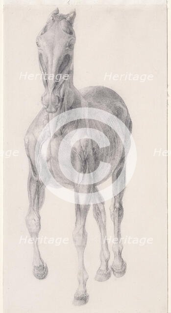 Finished study for 'The Seventh Anatomical Table of the Muscles ... of the Horse', 1756. Creator: George Stubbs.