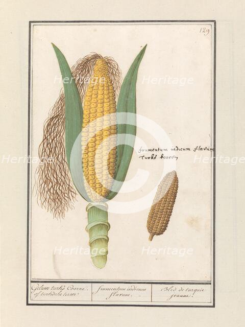 Corn (Zea Mays), 1596-1610. Creators: Anselmus de Boodt, Elias Verhulst.