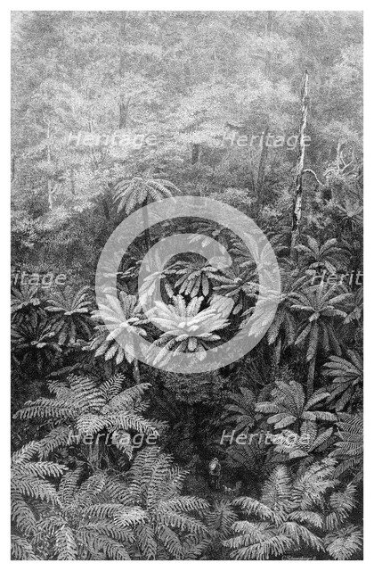 Fern Tree Gully, Australia, 1886. Artist: Unknown