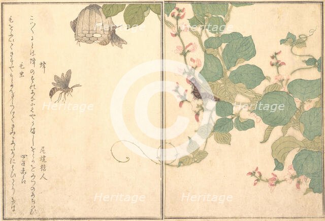 Paper Wasp (Hachi); Hairy Caterpillar (Kemushi)..., 1788. Creator: Kitagawa Utamaro.