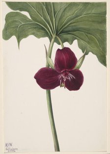 Sweet Trillium (Trillium vasyi), 1934. Creator: Mary Vaux Walcott.