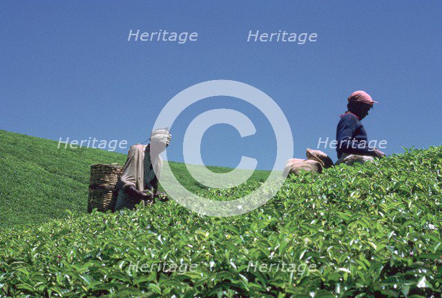 Tamil tea-pickers in Sri Lanka. Artist: CM Dixon Artist: Unknown