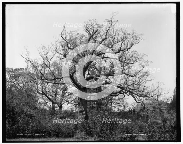 The Oaks, Waverly, between 1890 and 1901. Creator: Unknown.