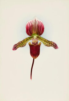 Orchid: Cypripedium Goweri Magnificum, Schofield's Variety, 1906. Creator: Frederick William Bolas.