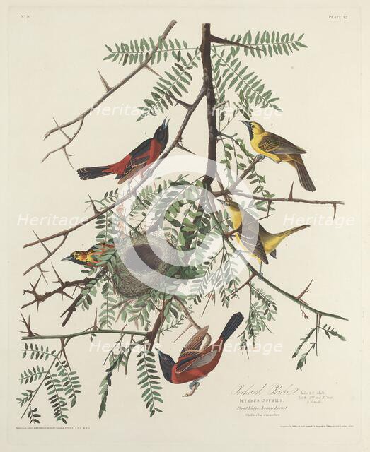 Orchard Oriole, 1828. Creator: Robert Havell.