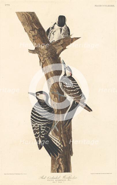 Red-cockaded Woodpecker, 1837. Creator: Robert Havell.