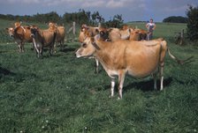 Dairy Herd Farming in Yorkshire, 20th century. Artist: CM Dixon.